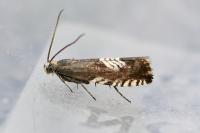 Grapholita compositella
