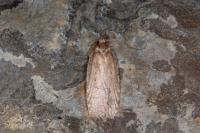 Agonopterix ivinskisi