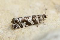 Epinotia tedella