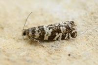 Epinotia tedella