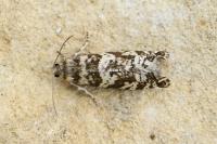 Epinotia tedella