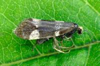 Lampronia capitella