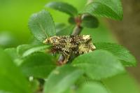 Celypha lacunana