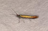 Coleophora trifolii