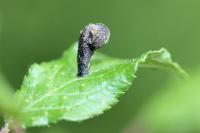 Coleophora anatipennella