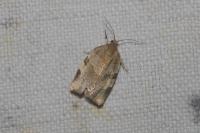 Choristoneura hebenstreitella