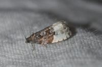 Hedya pruniana