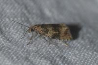 Celypha lacunana