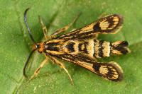 Chamaesphecia empiformis