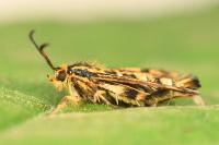 Chamaesphecia empiformis