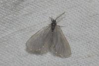 Rebelia plumella surientella