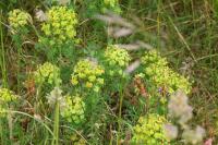 Chamaesphecia empiformis