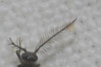 Rebelia plumella surientella