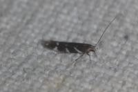 Eteobalea