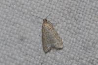 Isotrias stramentana