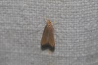 Eurodachtha pallicornella