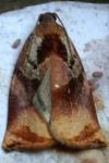 Archips podana