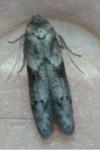 Blastobasis glandulella