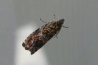 Enarmonia formosana