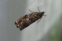Enarmonia formosana
