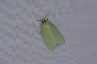 Tortrix viridana