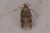 Borkhausenia