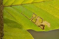 Stigmella tityrella