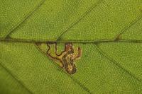 Stigmella tityrella