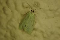 Tortrix viridana