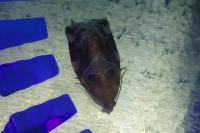 Archips xylosteana