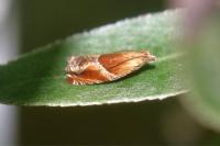 Ancylis obtusana