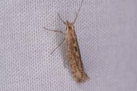 Plutella xylostella