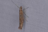 Plutella xylostella