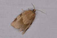Choristoneura hebenstreitella
