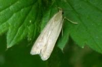 Acompsia cinerella
