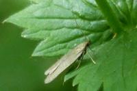 Acompsia cinerella