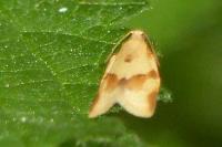 Clepsis consimilana