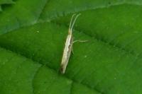 Plutella xylostella