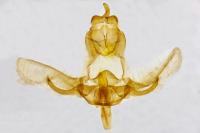 Eana clercana