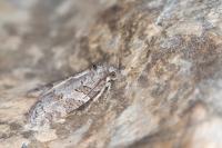 Eana clercana