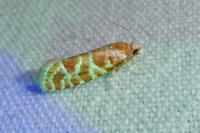 Rhyacionia pinicolana