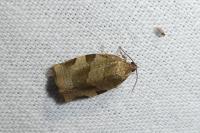 Choristoneura hebenstreitella