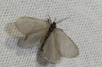 Rebelia plumella surientella
