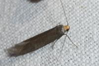 Agnoea