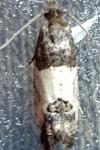 Spilonota ocellana