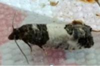 Spilonota ocellana