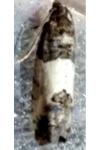 Spilonota ocellana