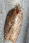 Acleris