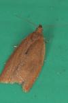 Clepsis consimilana