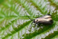 Adela reaumurella